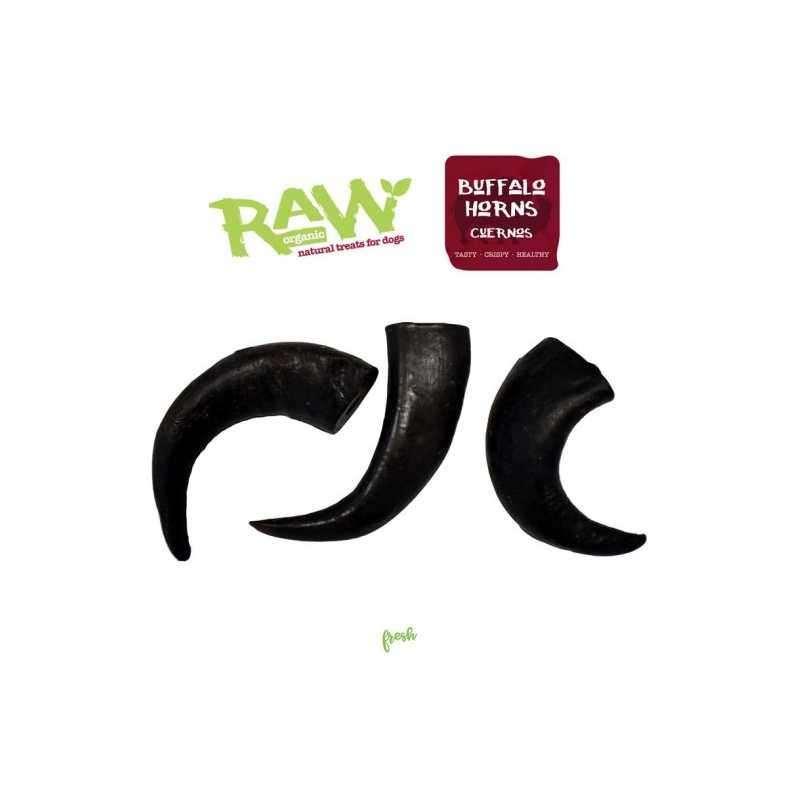 Fresh raw Cuernos de búfalo - 1 unidad